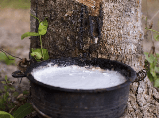 采集乳膠過(guò)程圖